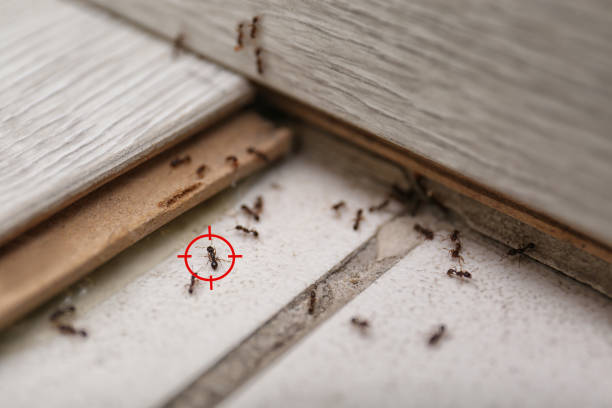 Trusted Warm Springs, CA Pest Control Experts